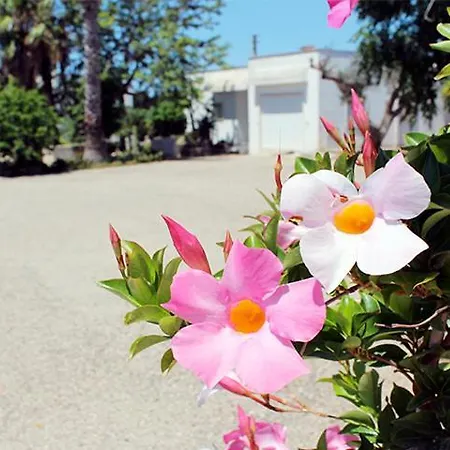 Villeriunite - Ginestra * ガリポリ