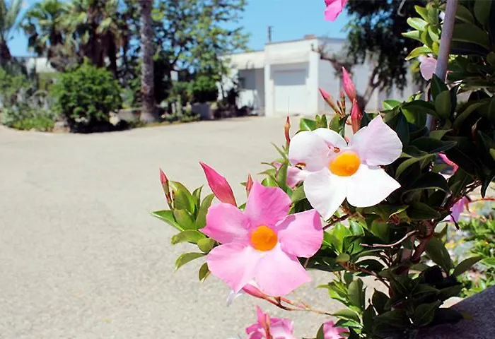 Villeriunite - Ginestra * Gallipoli